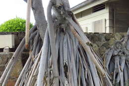 Image of Tahitian screwpine