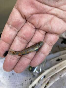 Image of Tombigbee darter