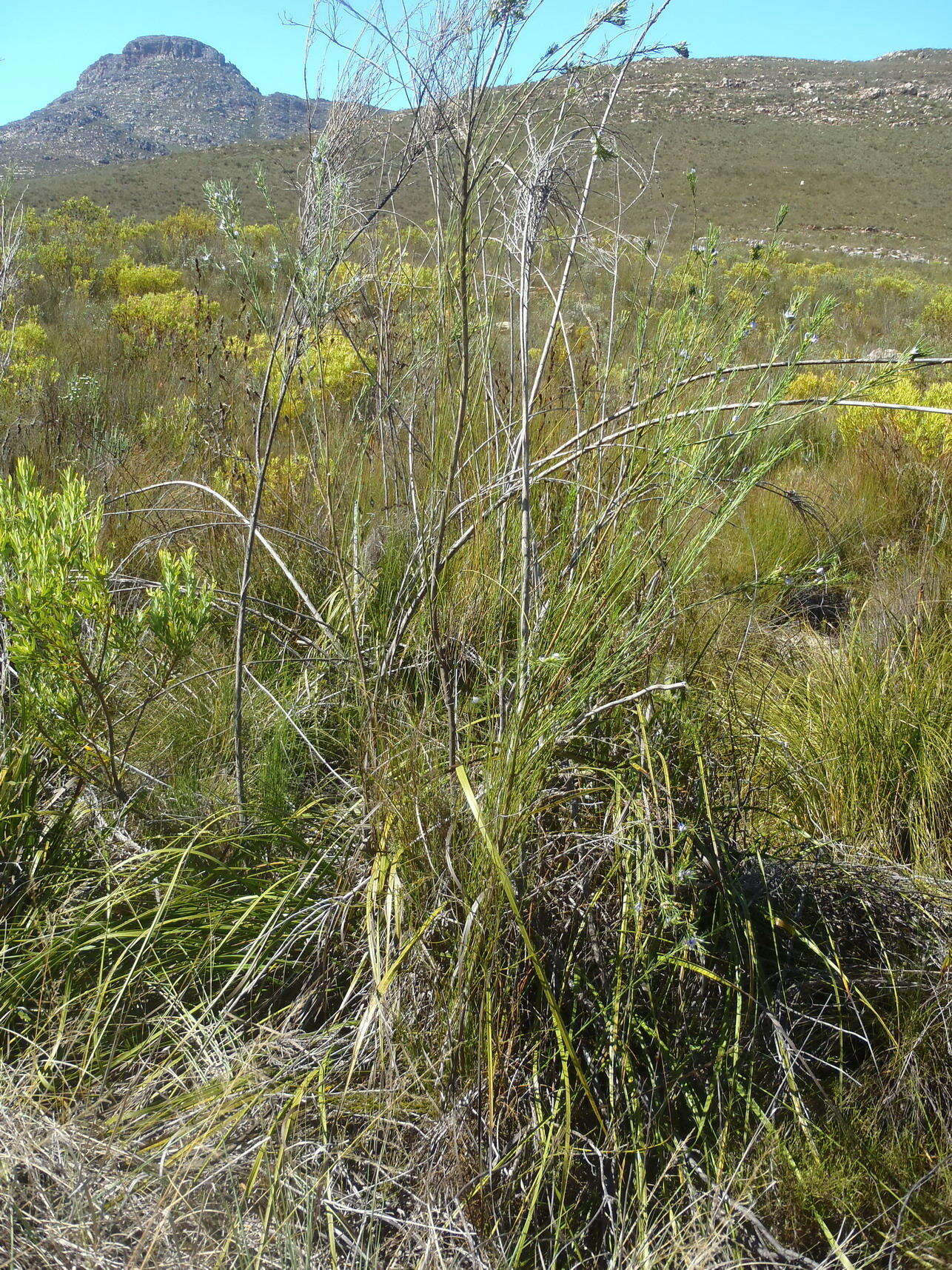 Image of Psoralea sordida