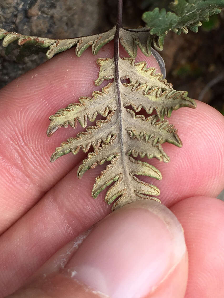 Image de Notholaena standleyi (Kümmerle) Maxon