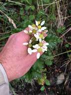 Image of Iocenes acanthifolius subsp. virens (Phil.) B. Nord.