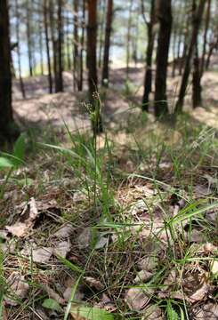 Image of Pale European Wood-Rush