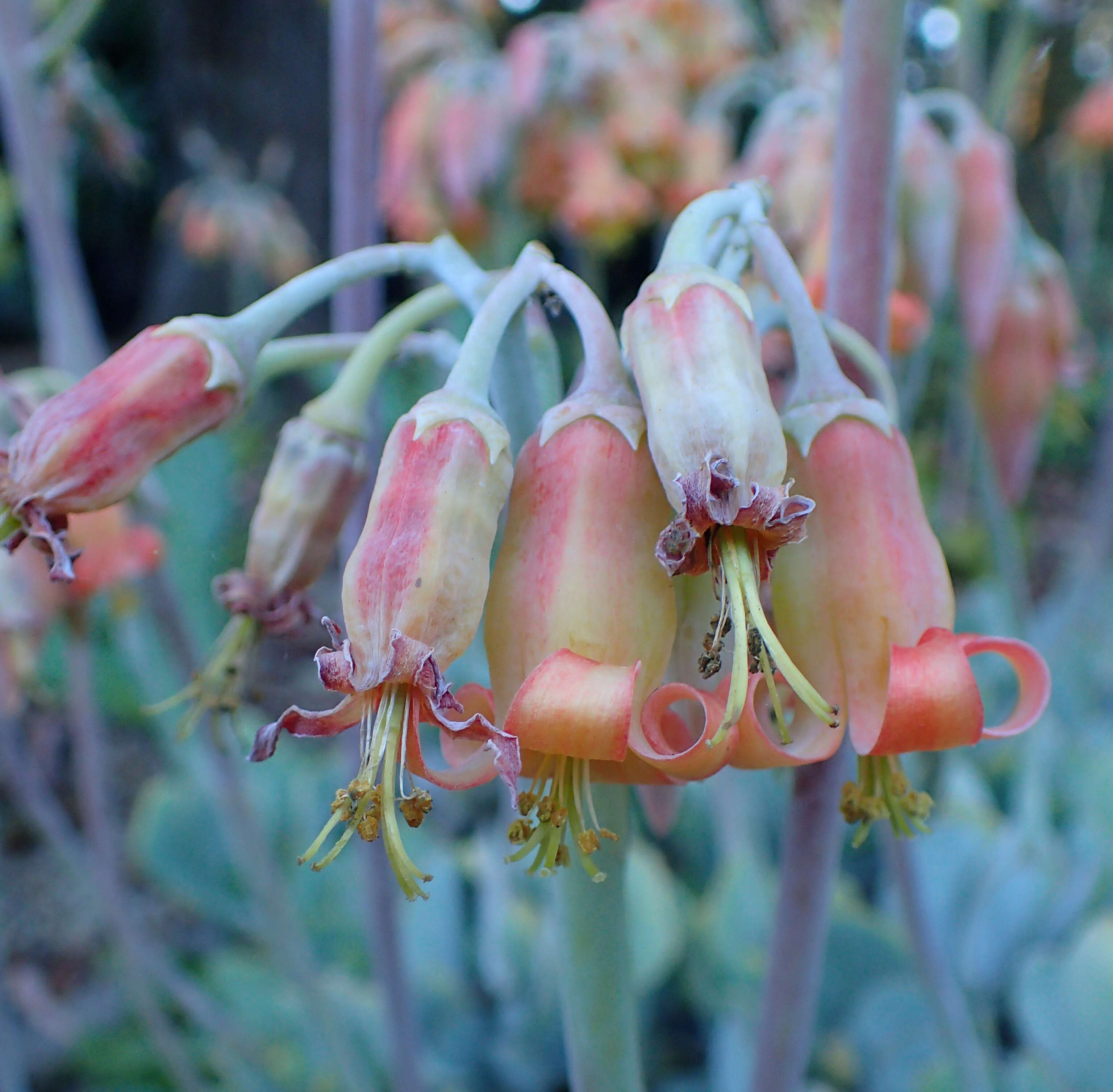 Image of pig's ear