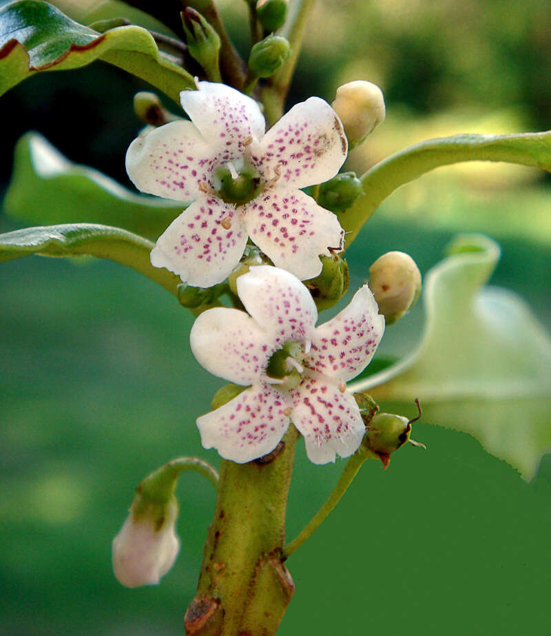 Image of Myoporum semotum Heenan & de Lange