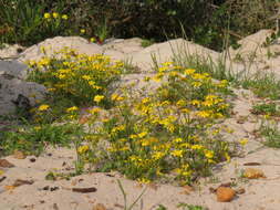 Image of Steirodiscus tagetes (L.) Schltr.