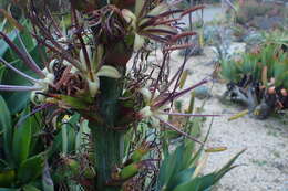 Image of Chamula agave