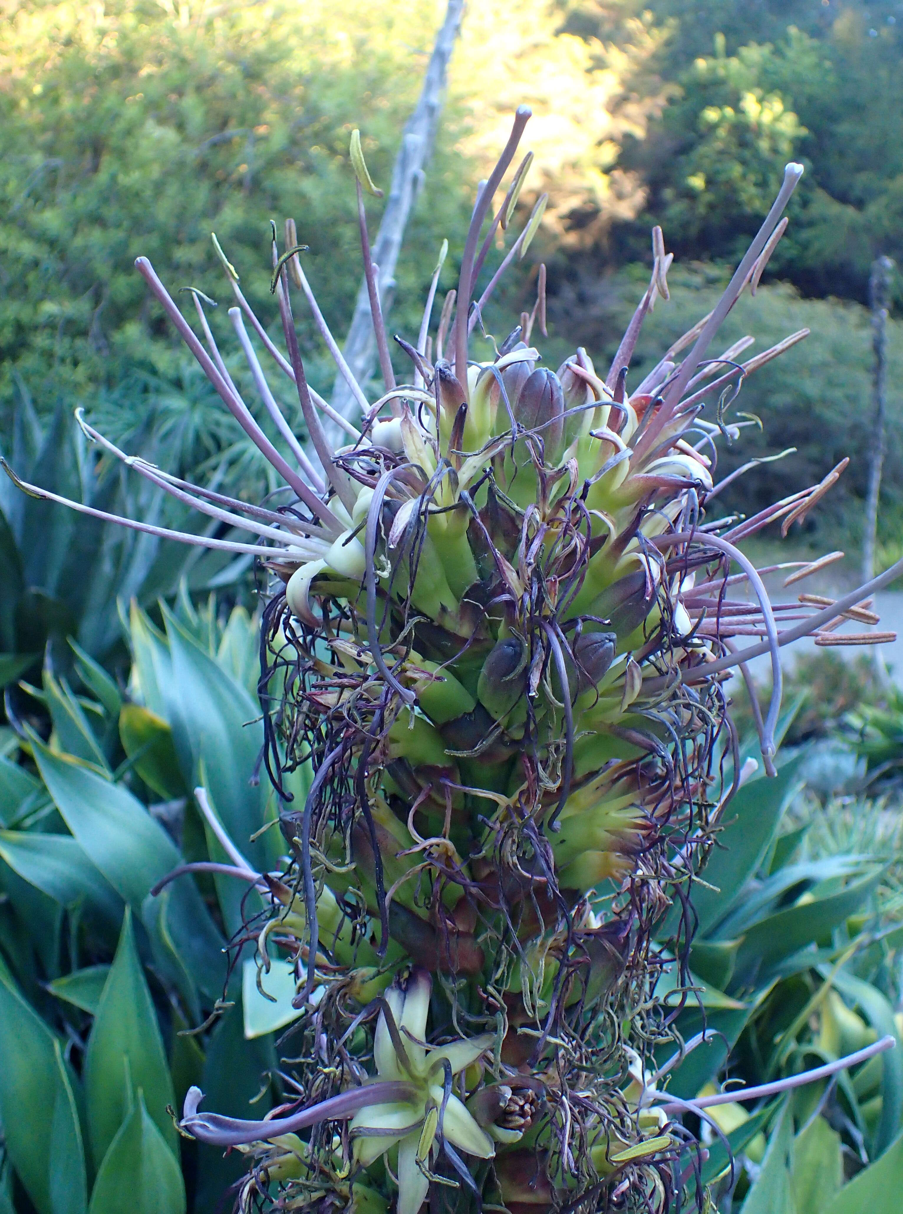 Image of Chamula agave