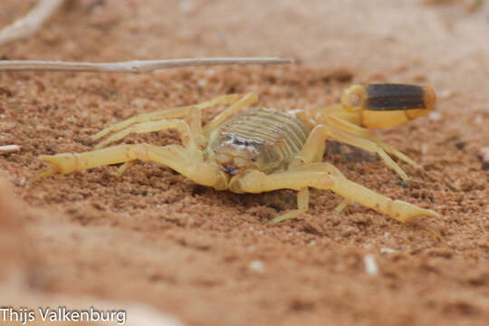 Image of Deathstalker scorpion