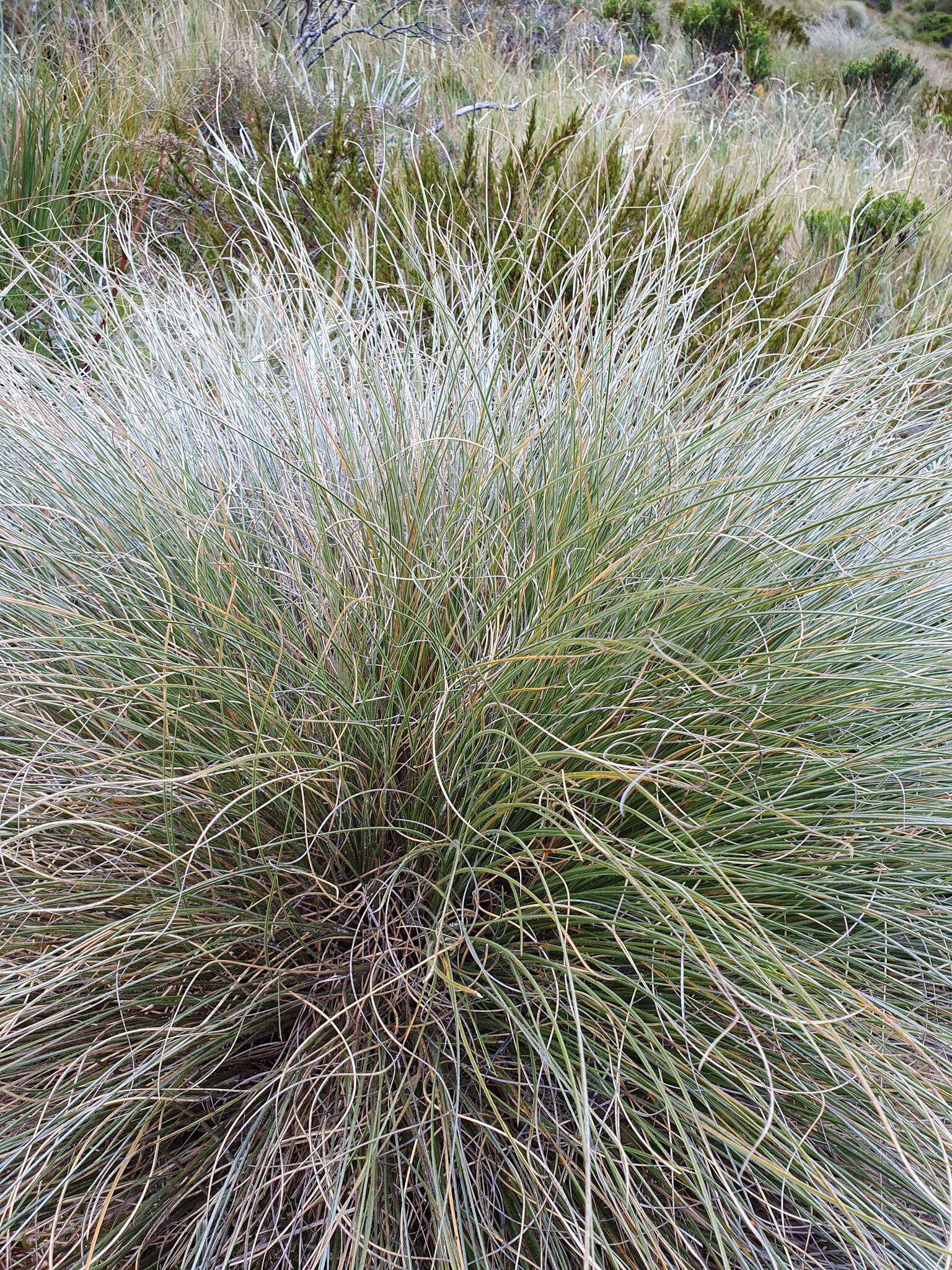 صورة Chionochloa teretifolia (Petrie) Zotov