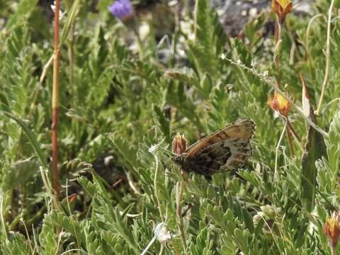 Image of White-Veined Arctic