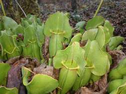 Sivun Sarracenia purpurea var. montana D. E. Schnell & R. O. Determann kuva