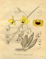 Imagem de Dendrobium chrysotoxum Lindl.