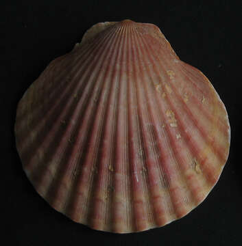 Imagem de Aequipecten opercularis (Linnaeus 1758)