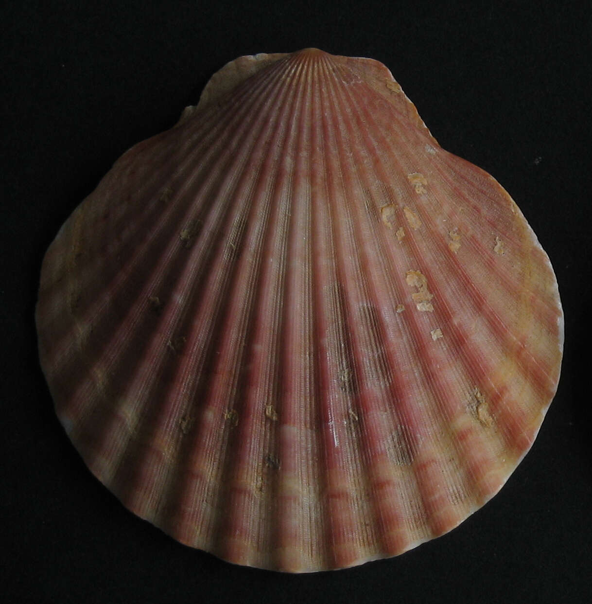 Image of queen scallop