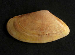 Image of Banded wedge shell