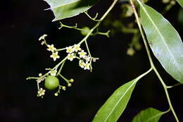 Image of Denhamia obscura (A. Rich.) Meissn.