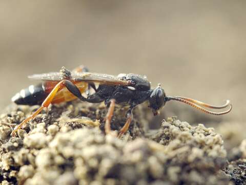 Image of Spilichneumon occisorius (Fabricius 1793)