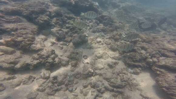 Image of Convict Surgeonfish