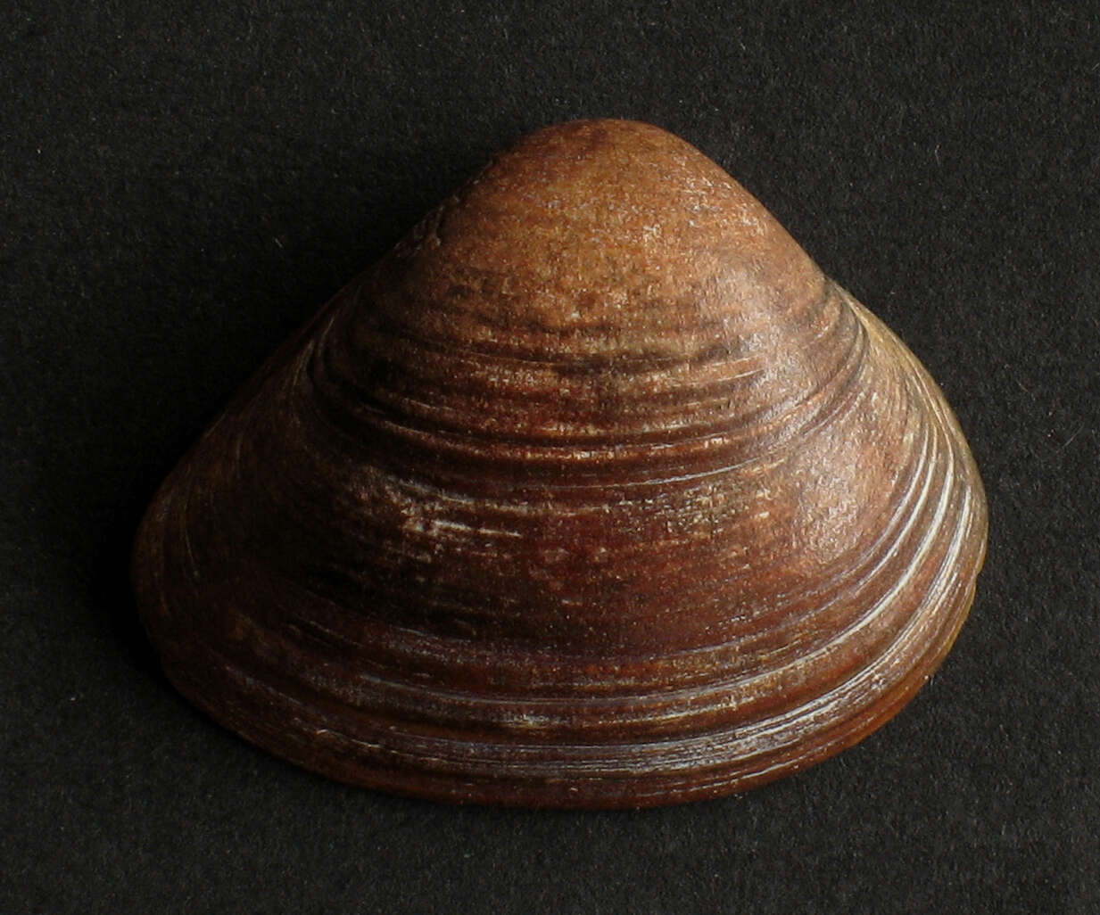 Image of surf clam