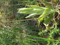 Image of Himantoglossum caprinum (M. Bieb.) Spreng.