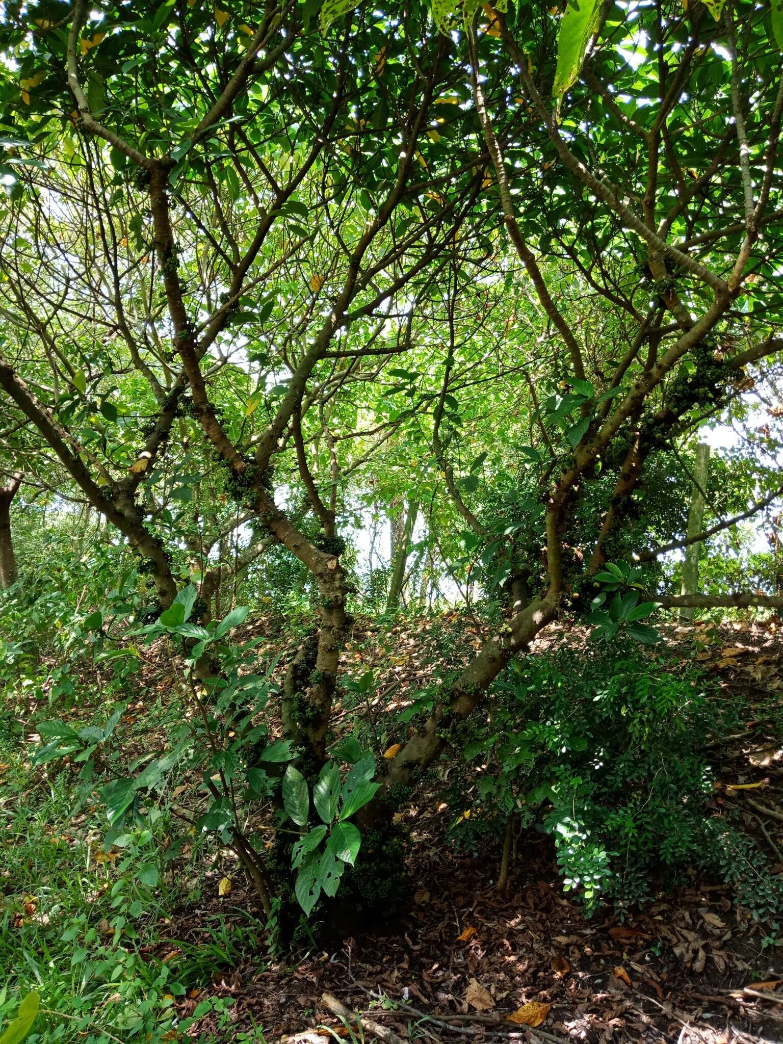 Imagem de Ficus fistulosa Reinw. ex Bl.