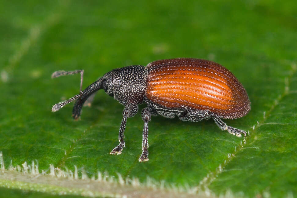 Image of Dorytomus dorsalis (Linnaeus & C. 1758)