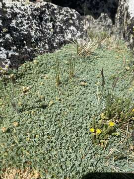 Plancia ëd Podistera nevadensis (A. Gray) S. Wats.