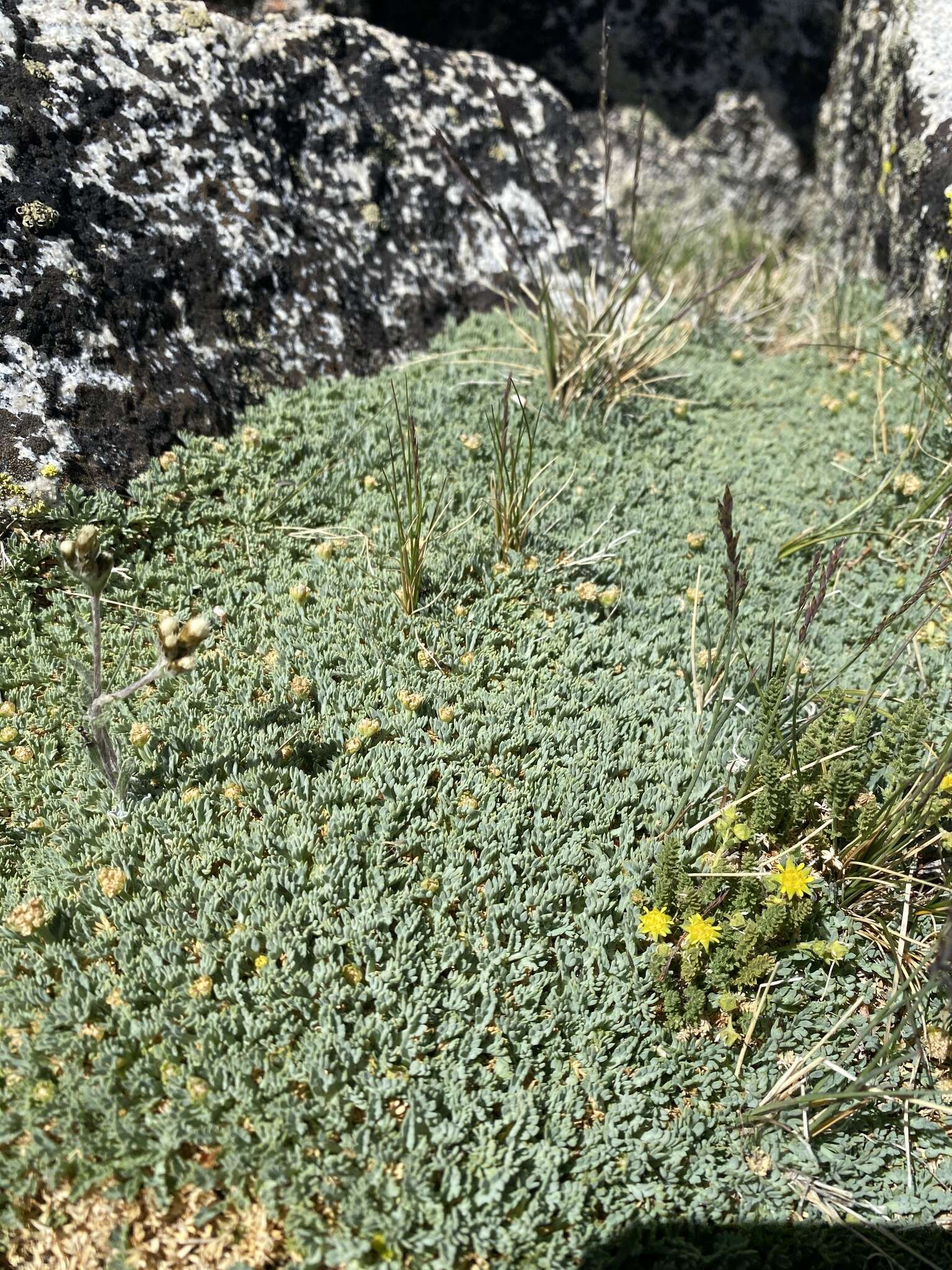 Слика од Podistera nevadensis (A. Gray) S. Wats.