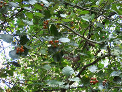 Image de Karpatiosorbus latifolia (Lam.) Sennikov & Kurtto