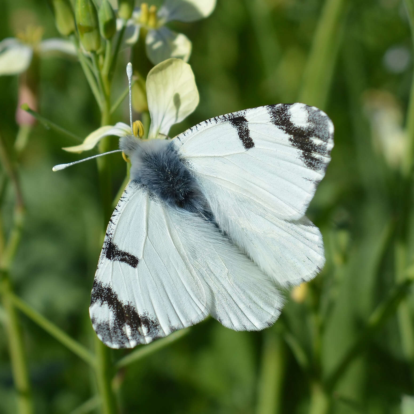 Euchloe ausonia (Hübner (1804)) resmi