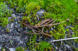 Image of Chloroscypha alutipes (W. Phillips) Dennis 1964