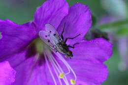 Plancia ëd Anthomyia ochripes Thomson 1869