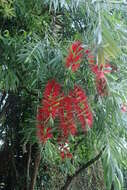 صورة Callistemon viminalis (Sol. ex Gaertn.) G. Don