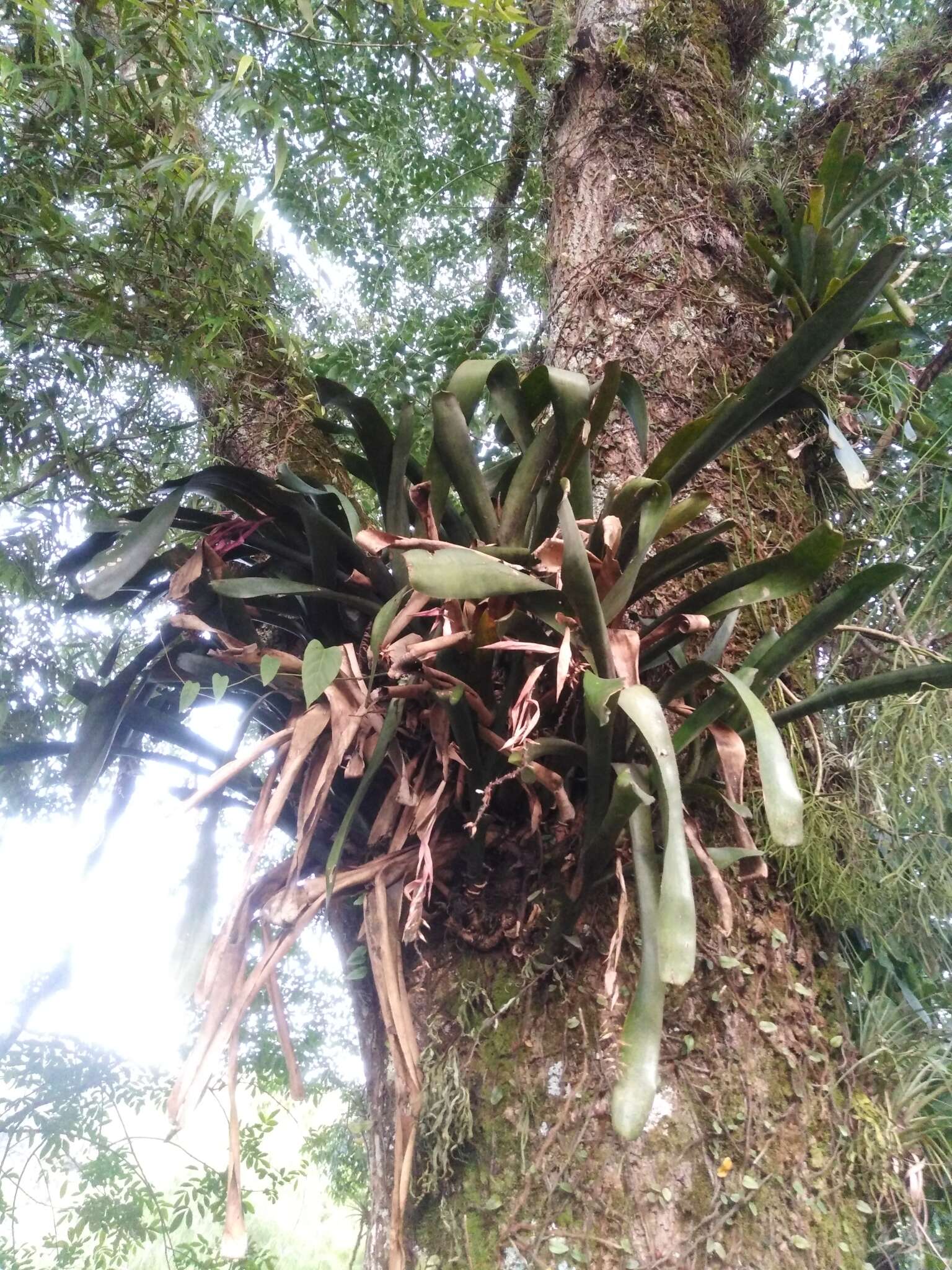 Image of nakedstem livingvase