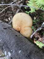 Imagem de Polyporus tuberaster (Jacq. ex Pers.) Fr. 1821