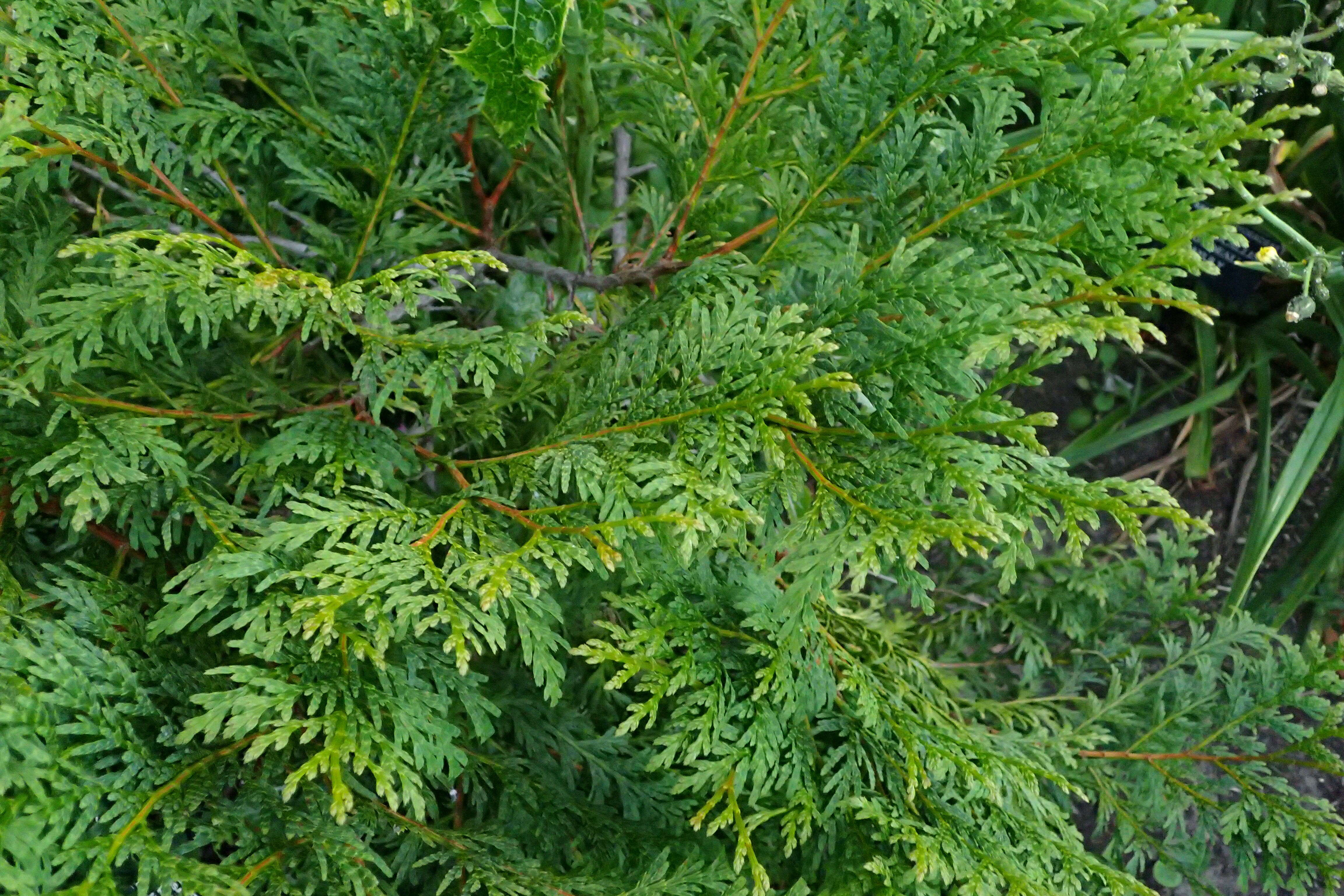 Image of Chinese Incense-cedar