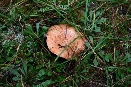 Image of Red Pine Mushroom