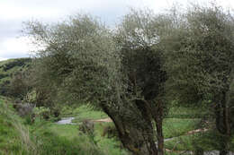 Image of Olearia virgata var. lineata Kirk