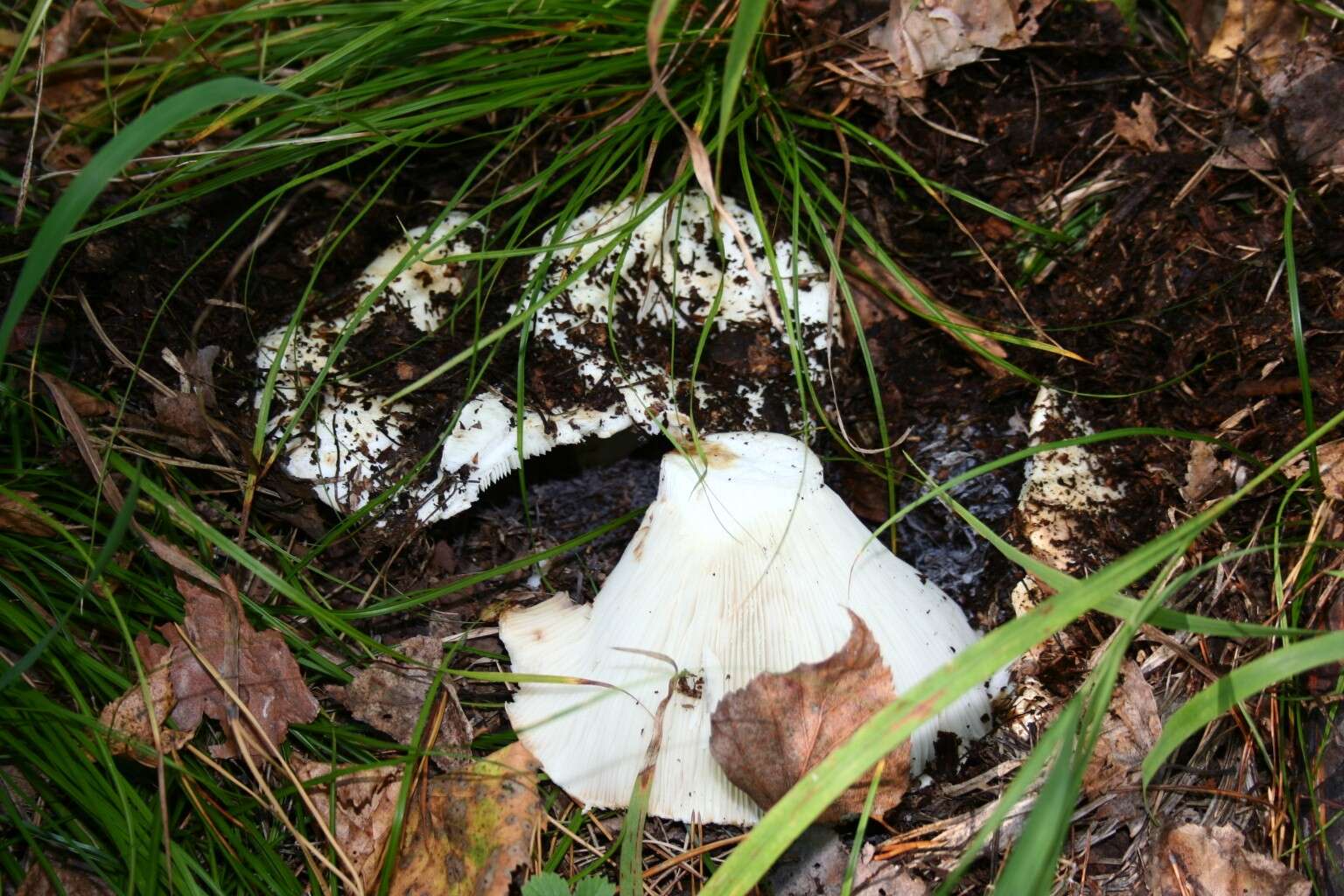 Image of Russula adusta (Pers.) Fr. 1838