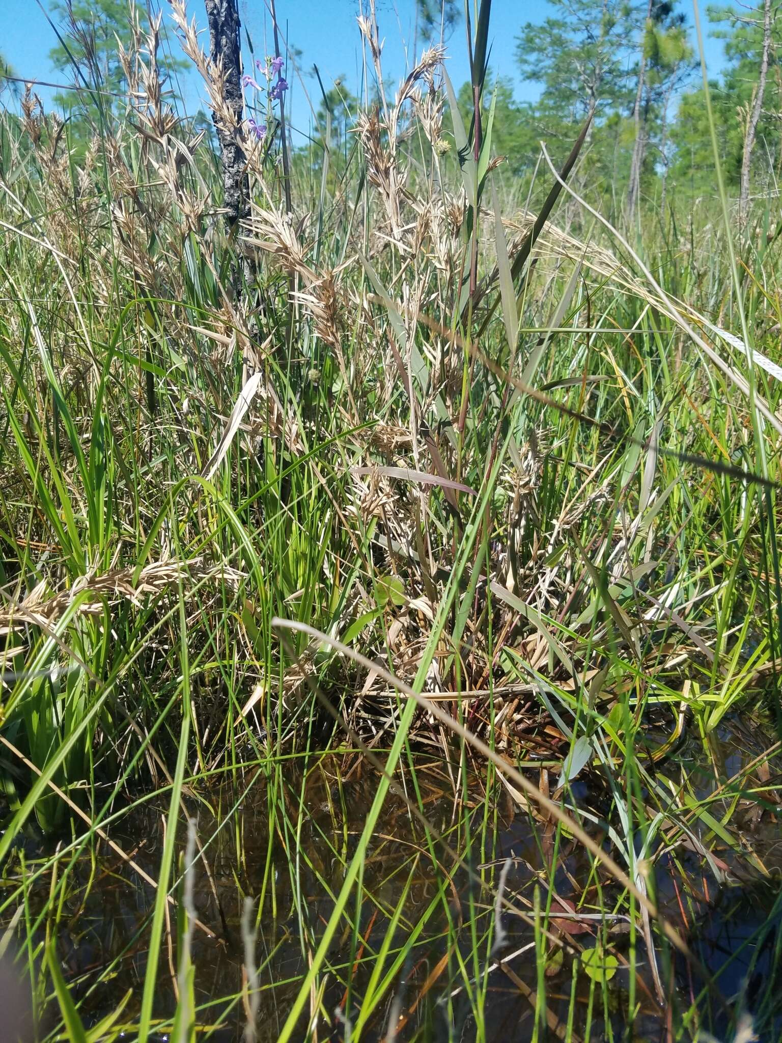 Image of Southern Umbrella Sedge