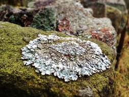 Image of shield lichen