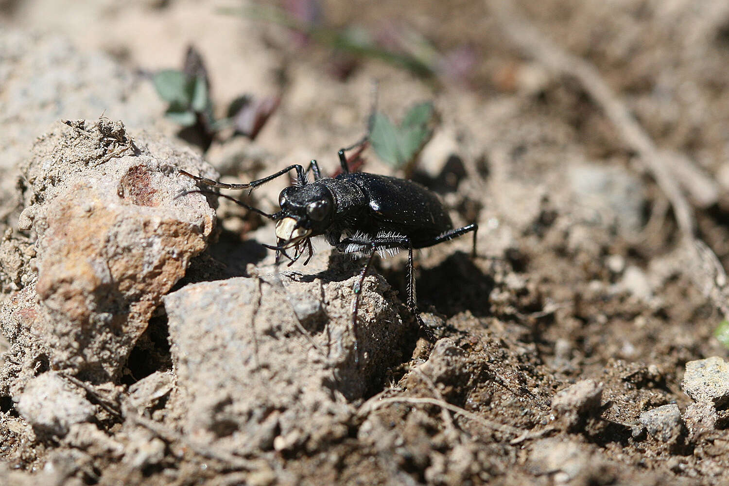 Image of Black-bellied tiger beetle