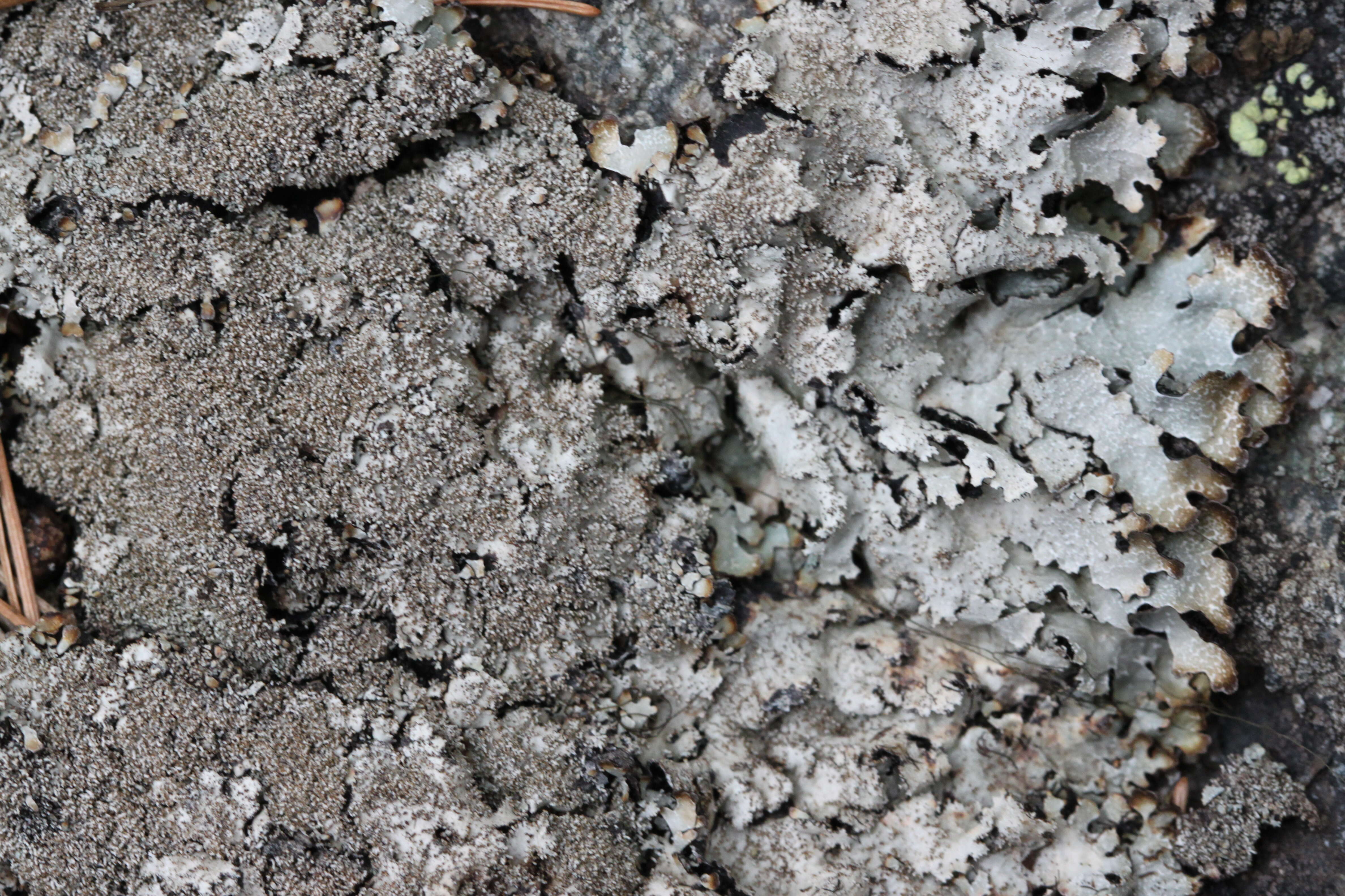 Image of shield lichen