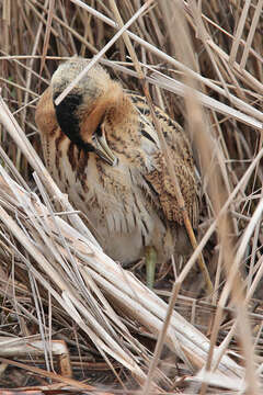 Image of great bittern, bittern