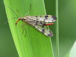 Image of Common scorpionfly