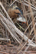 Image of great bittern, bittern