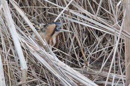 Image of great bittern, bittern