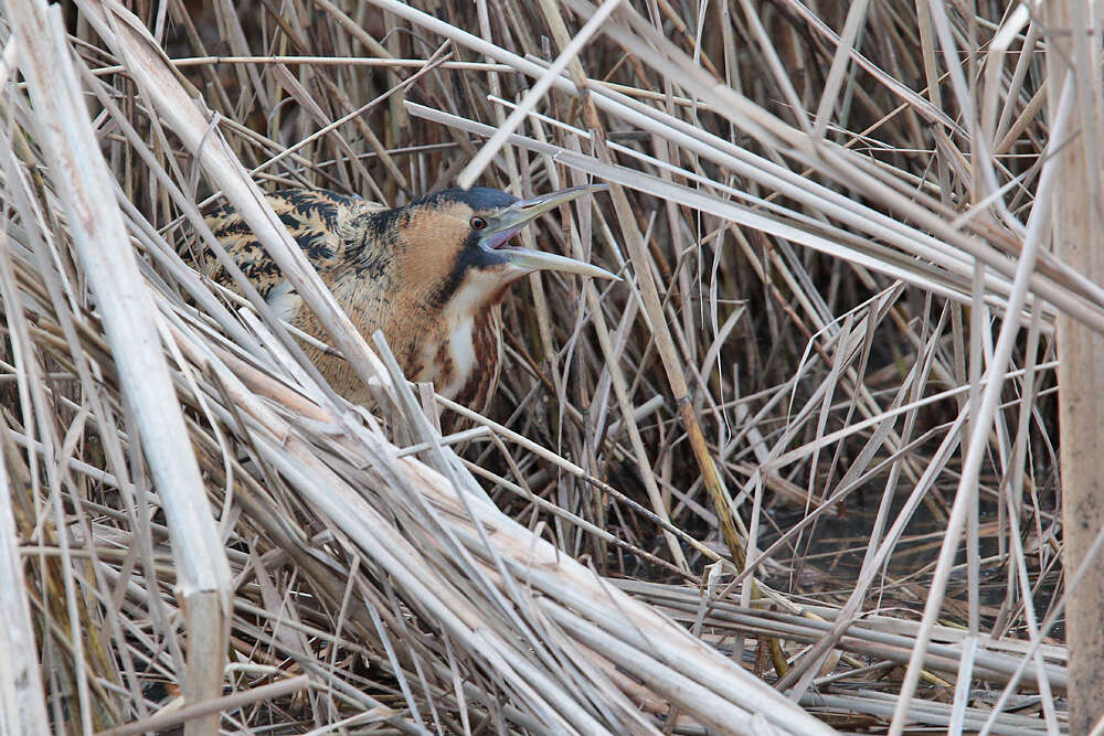 Image of great bittern, bittern