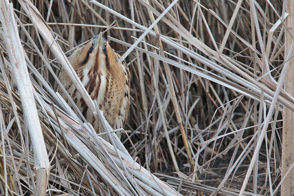 Image of great bittern, bittern