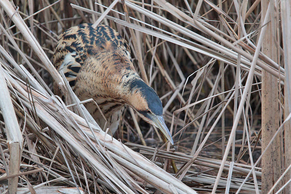 Image of great bittern, bittern